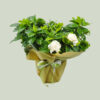 Gardenia essence