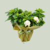 Gardenia essence - Image 2
