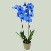Blue magic