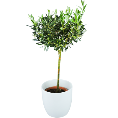 Miss Olive